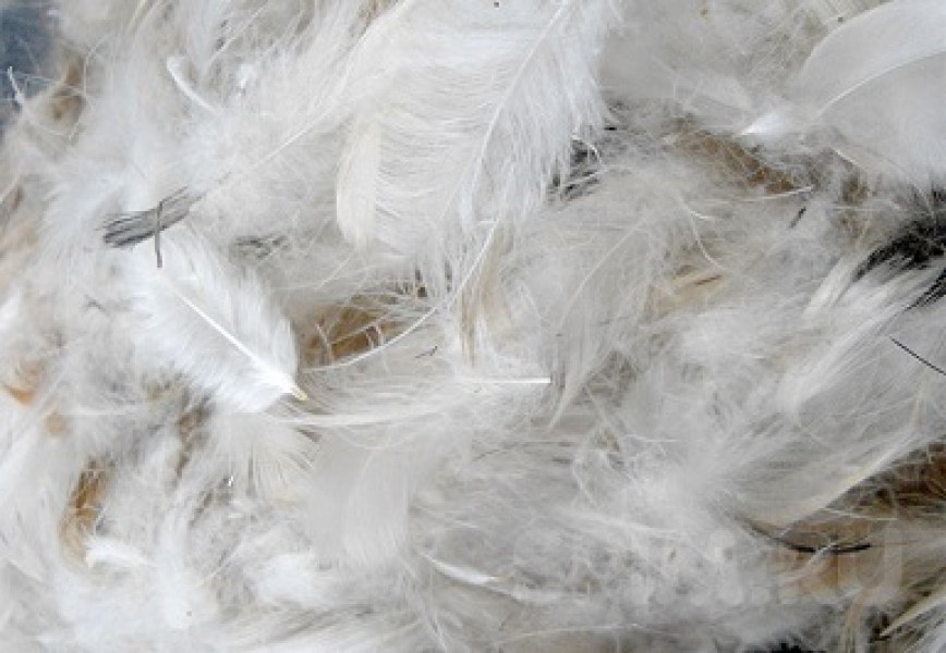 Хлыст-щекоталка с помпоном и перьями Concorde Sweet Caress 45 см, розовый 570079 - Concorde - Пуховые - Купить